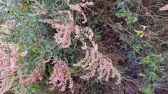 Rumex hastatus
