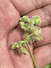 Mirabilis viscosa