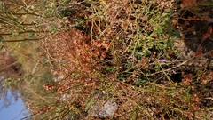 Rumex hastatus