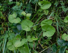 Rumex induratus