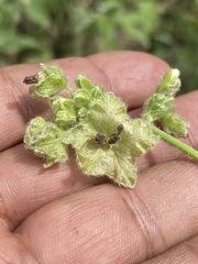 Mirabilis viscosa