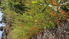 Rumex hastatus