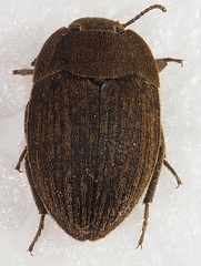 Trichoton cayennense