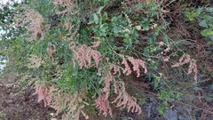 Rumex hastatus