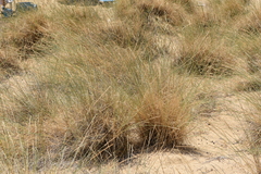 Elymus athericus