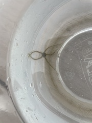 Ophiactoidea