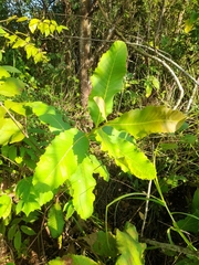Curatella americana