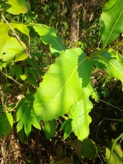 Curatella americana