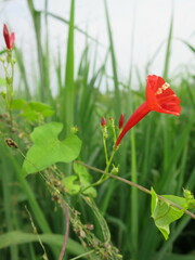 Ipomoea hederifolia