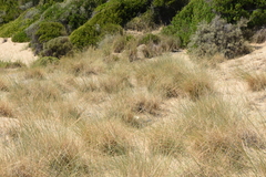 Elymus athericus