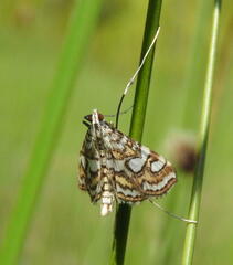 Elophila ekthlipsis