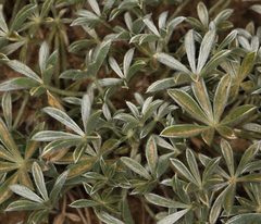 Lupinus breweri bryoides