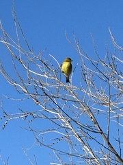 Spinus psaltria