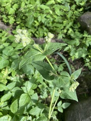 Mirabilis viscosa