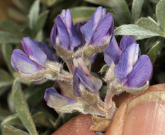 Lupinus breweri bryoides