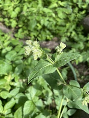 Mirabilis viscosa