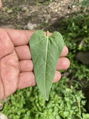 Mirabilis viscosa