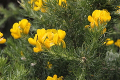 Adenocarpus decorticans