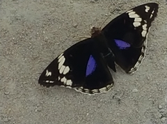 Junonia oenone