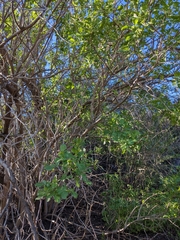 Sambucus cerulea