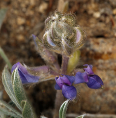 Lupinus breweri bryoides