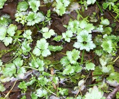 Ranunculus hispidus nitidus
