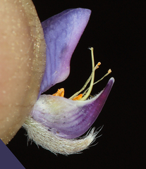 Lupinus breweri bryoides