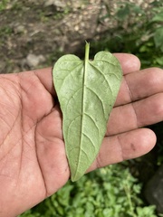 Mirabilis viscosa