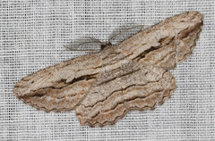 Scioglyptis loxographa