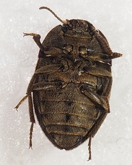 Trichoton cayennense