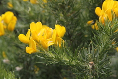 Adenocarpus decorticans