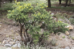 Adenocarpus decorticans