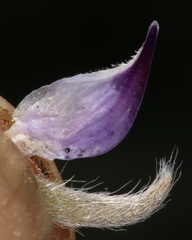 Lupinus breweri bryoides