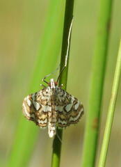 Elophila ekthlipsis