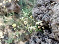 Spergularia flaccida