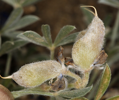 Lupinus breweri bryoides