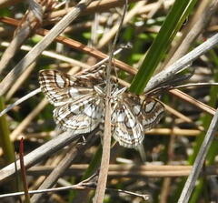 Elophila ekthlipsis