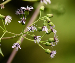 Aristeguietia lamiifolia
