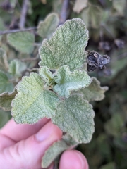 Malacothamnus foliosus