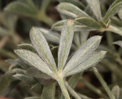 Lupinus breweri bryoides