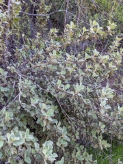 Malacothamnus foliosus