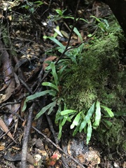 Notogrammitis billardierei