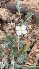 Nerisyrenia camporum