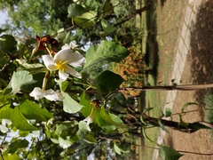 Magnoliopsida