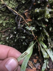 Notogrammitis billardierei