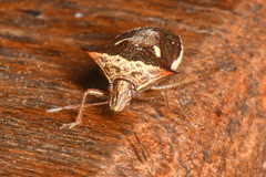 Pentatomoidea