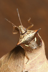 Pentatomoidea