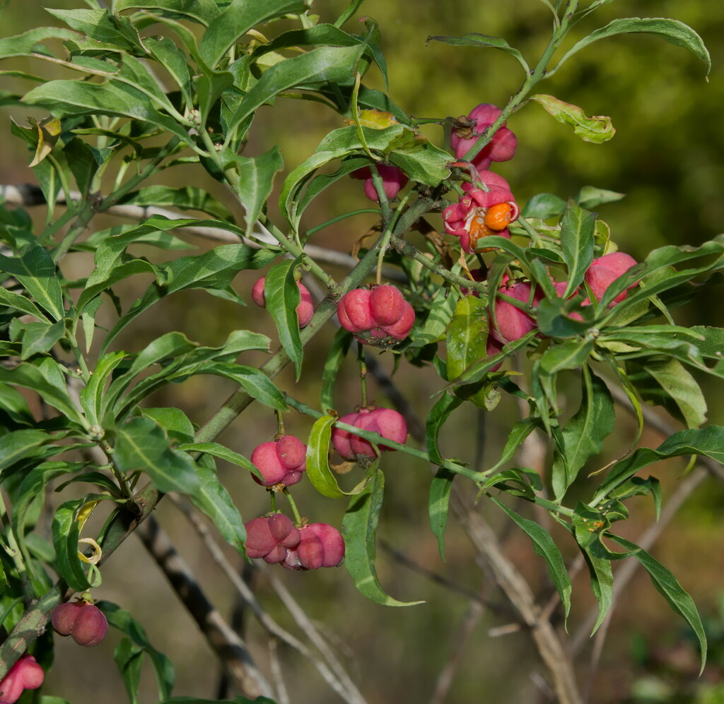 Euonymus europaeus