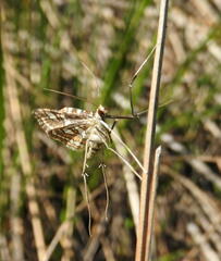 Elophila ekthlipsis