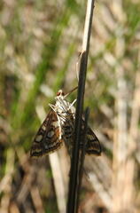 Elophila ekthlipsis